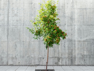 Rowan / Mountain Ash