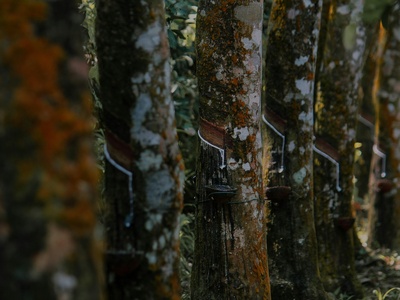 Rubber tree