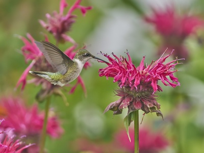 Ruby-throated hummingbird