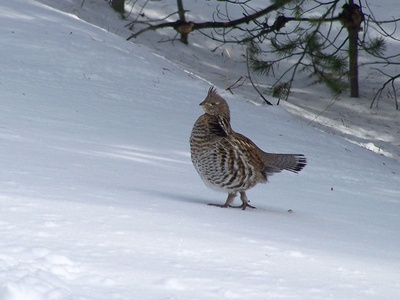 Ruffed Grouse