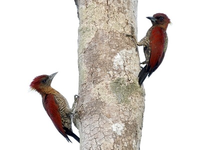 Rufous-headed woodpecker