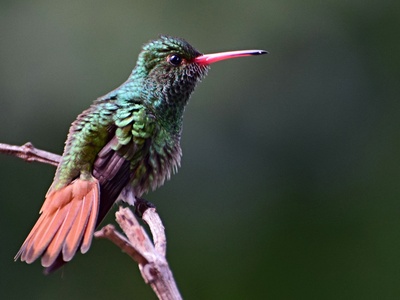 Rufous-tailed hummingbird