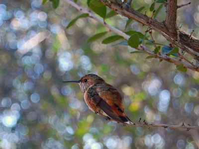Rufous hummingbird