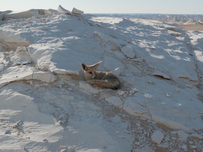 Rüppell's Fox