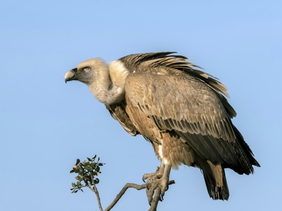 Rüppell's Vulture