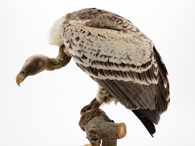 Rüppell's Vulture