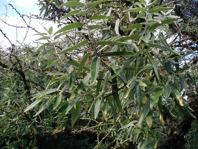 Russian Olive