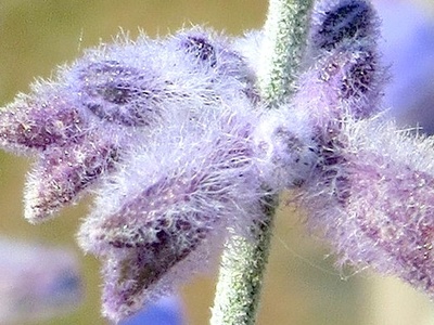 Russian Sage