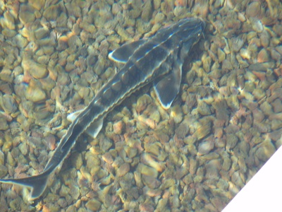 Russian sturgeon