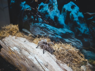 Rustic Wolf Spider