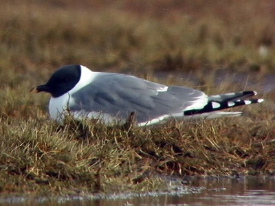 Sabine's Gull