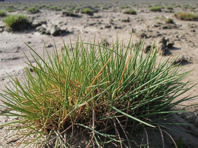 Sabkha grass