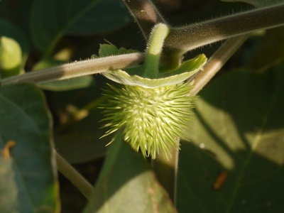 Sacred Datura