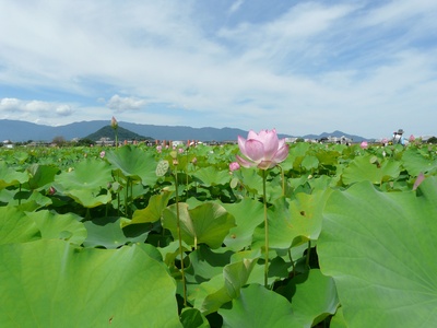 Sacred lotus