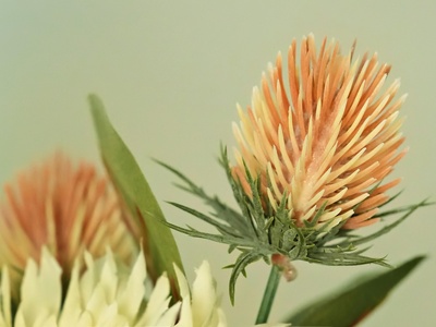 Safflower