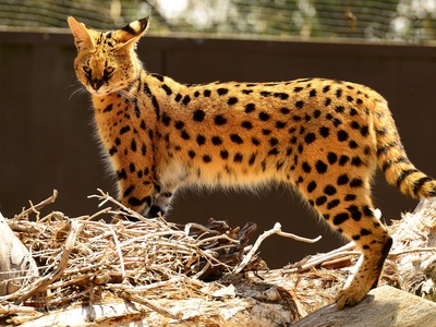 Saharan Cheetah