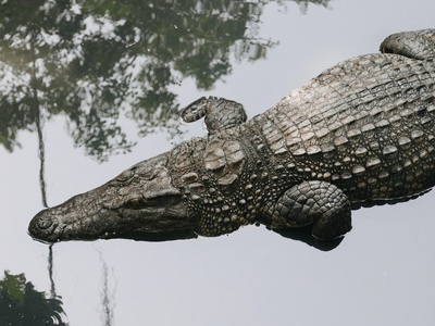Saharan Relict Crocodiles