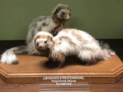Saharan Striped Polecat