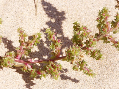 Salsola