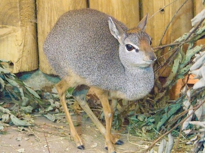 Salt's Dik-dik