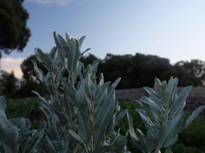 Saltbush