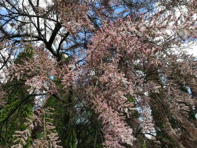 Saltcedar