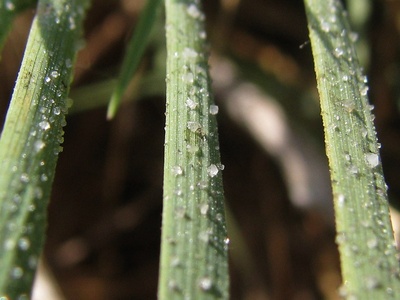 Saltgrass