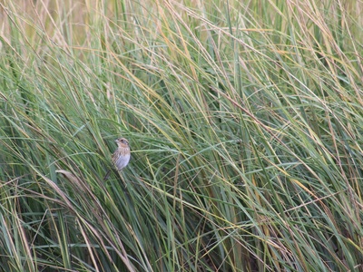 Saltmarsh Sparrow