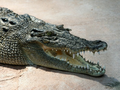 Saltwater Crocodile