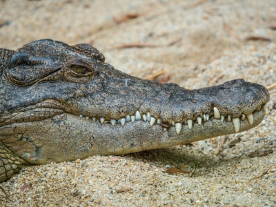 Saltwater Crocodile