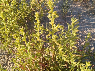 Saltwort