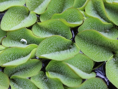 Salvinia