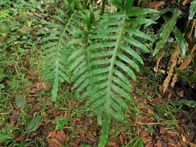 Samambaia