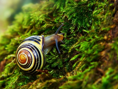 Samaná Land Snail