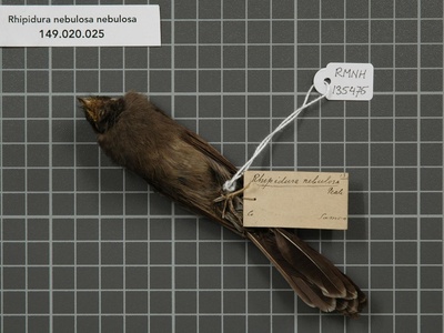 Samoan fantail