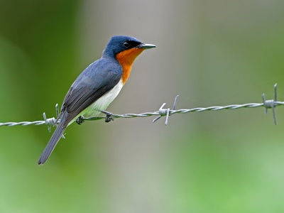 Samoan flycatcher