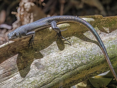 Samoan skink