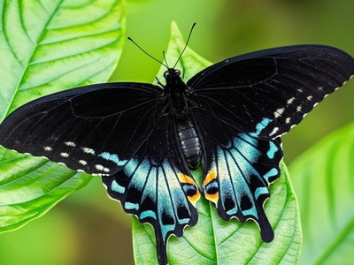 Samoan swallowtail