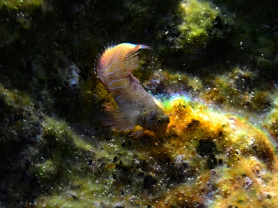 San Diego Fairy Shrimp