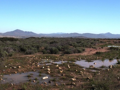 San Diego Mesa Mint
