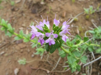 San Diego Thorn-mint