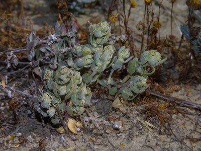 San Jacinto Valley Crownscale
