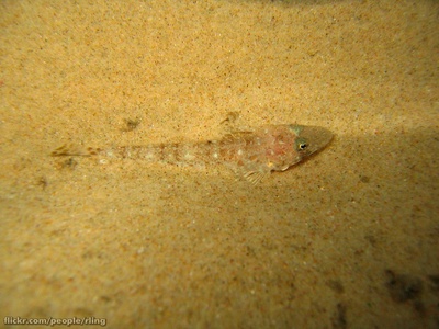 Sand flathead