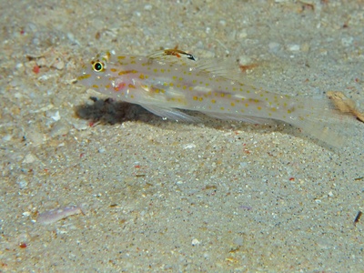 Sand goby