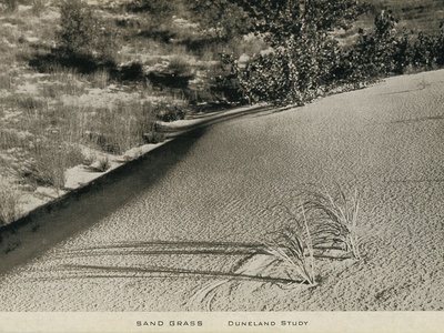 Sand grass