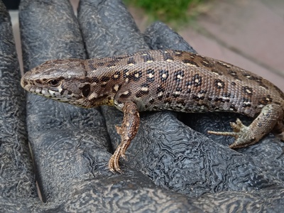 Sand lizard