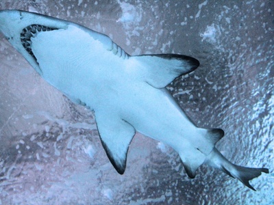 Sand tiger shark