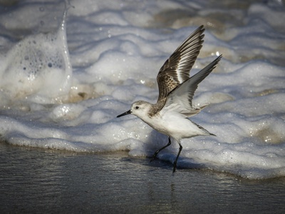 Sanderling