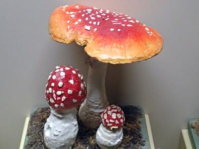 Saprotrophic fungi
