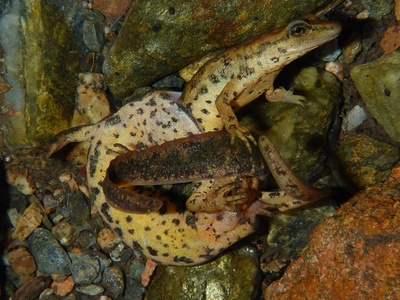 Sardinian Brook Salamander